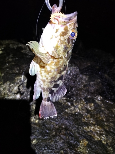 タケノコメバルの釣果