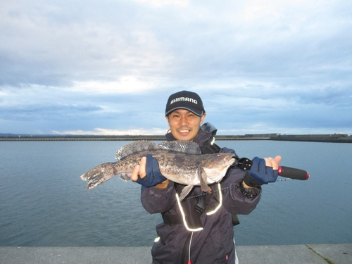 アイナメの釣果