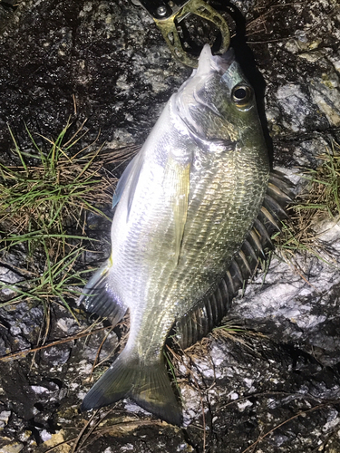 オキナワキチヌの釣果