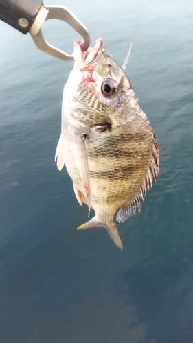 キビレの釣果