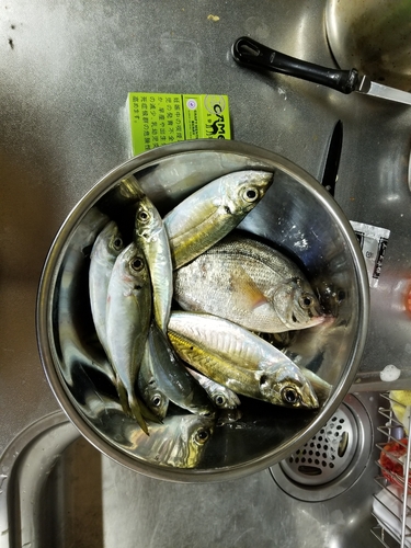 アジの釣果