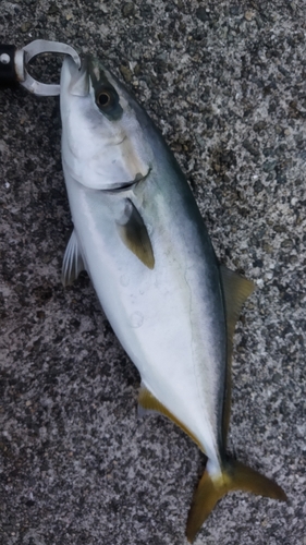 ハマチの釣果