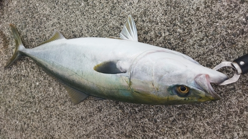 メジロの釣果