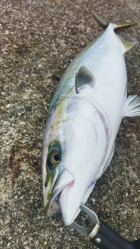 メジロの釣果