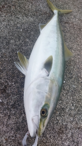 メジロの釣果