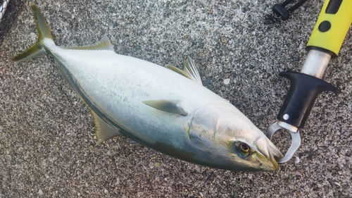 ハマチの釣果