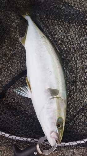 ハマチの釣果