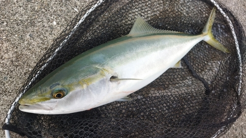 ハマチの釣果