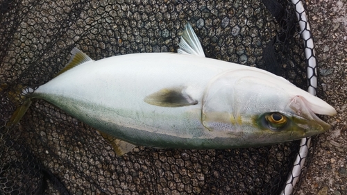 ハマチの釣果