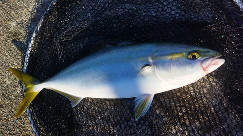 ハマチの釣果