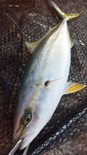 ハマチの釣果