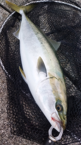 メジロの釣果