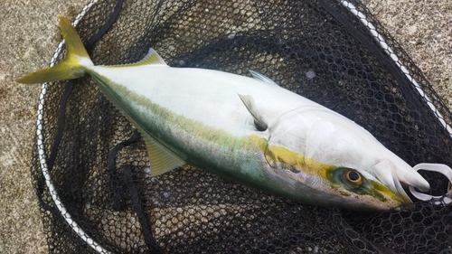 メジロの釣果