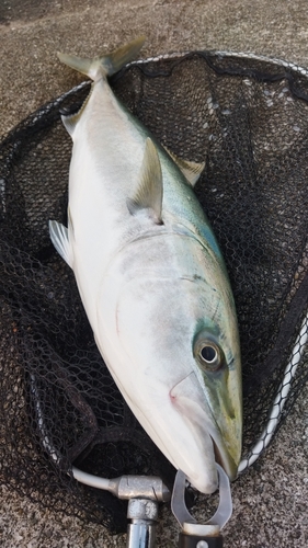 メジロの釣果