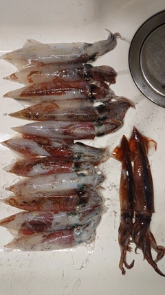ヤリイカの釣果