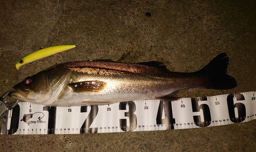 シーバスの釣果