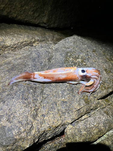 スルメイカの釣果