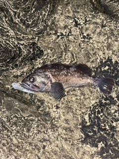 クロソイの釣果