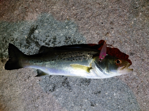 セイゴ（タイリクスズキ）の釣果