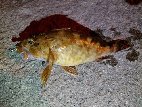 タケノコメバルの釣果