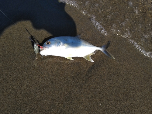 メッキの釣果