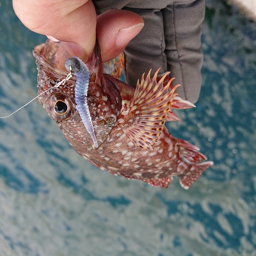 アラカブの釣果