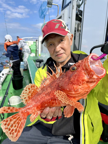 イズカサゴの釣果