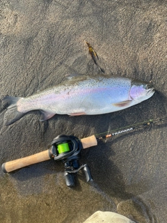 ニジマスの釣果