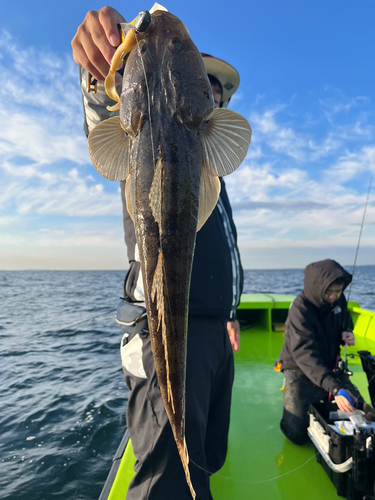 マゴチの釣果