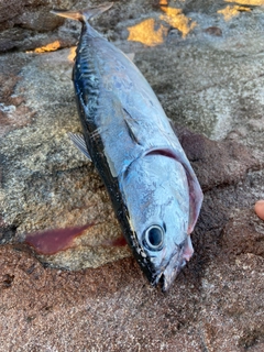 ソウダガツオの釣果