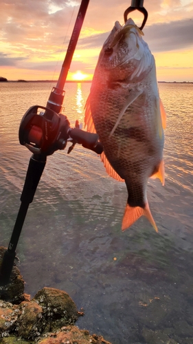 キビレの釣果