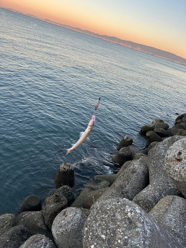 エソの釣果