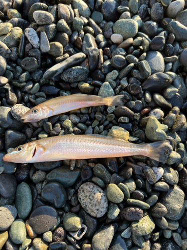 キスの釣果