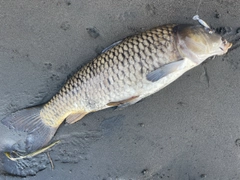 コイの釣果