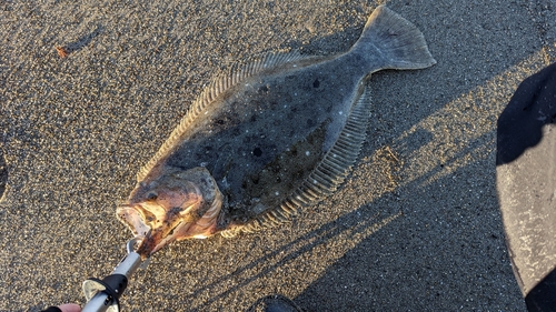 ヒラメの釣果