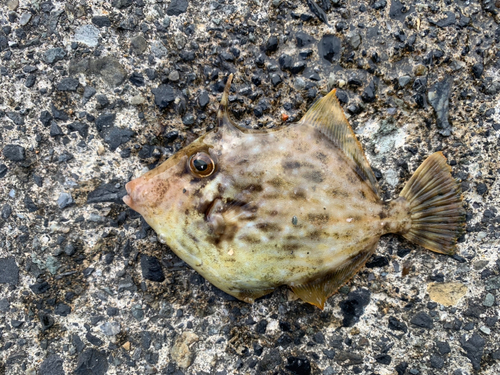 カワハギの釣果