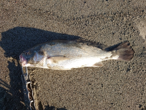 ニベの釣果