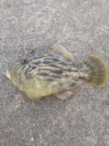 カワハギの釣果