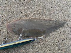 シタビラメの釣果