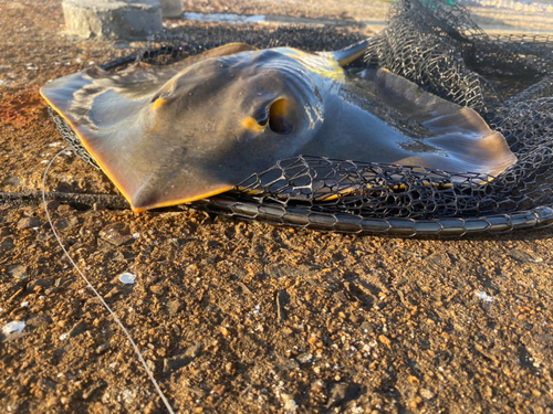 アカエイの釣果