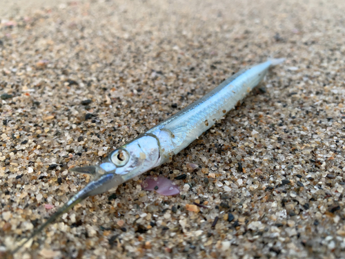 ダツの釣果