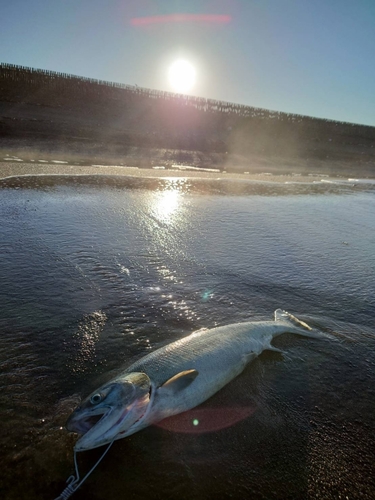 サケの釣果