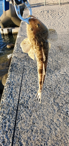 コチの釣果