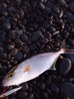 ネイリの釣果