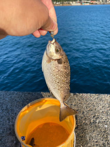 アイゴの釣果