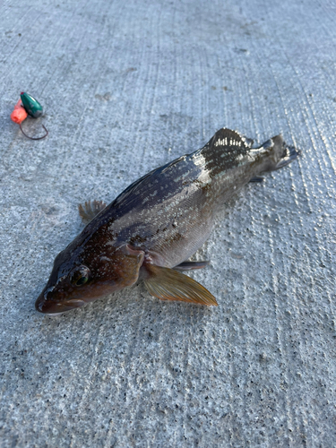 アブラコの釣果