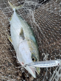 ハマチの釣果