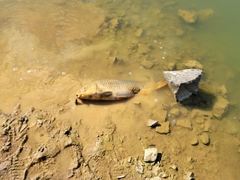 コイの釣果