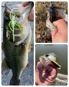 ブラックバスの釣果