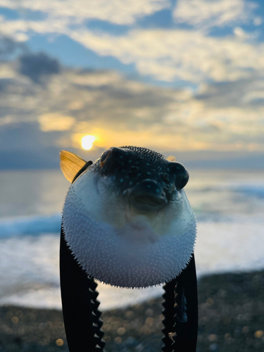 クサフグの釣果